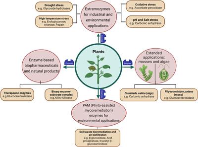 Nature-inspired Enzyme engineering and sustainable catalysis: biochemical clues from the world of plants and extremophiles